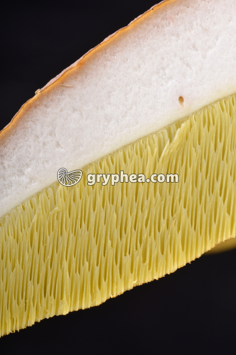 Sporophore de Bolet montrant les tubes sporifères en CL (Boletus edulis) - gryphea.com